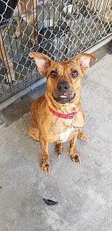 AVIA - Boxer / American Staffordshire Terrier available for adoption
