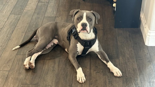 CUPCAKE - Pit Bull Terrier available for adoption