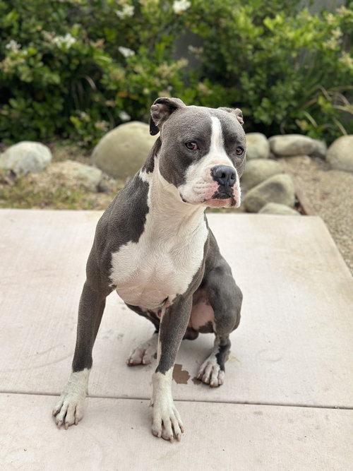 CUPCAKE - Pit Bull Terrier available for adoption