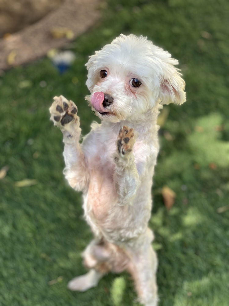 adoptable Dog in Dana Point, CA named Bean