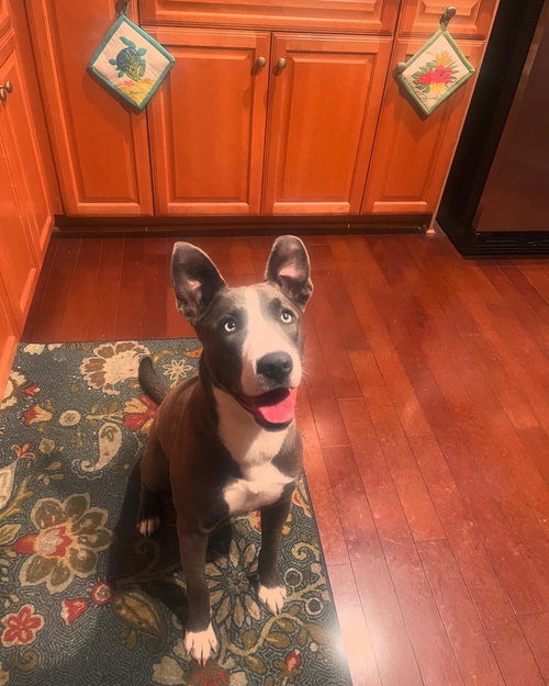 KIRA - Pit Bull Terrier / Siberian Husky available for adoption
