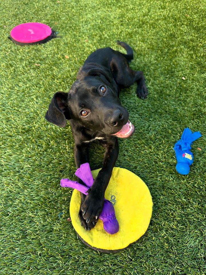 adoptable Dog in Dana Point, CA named Walnut