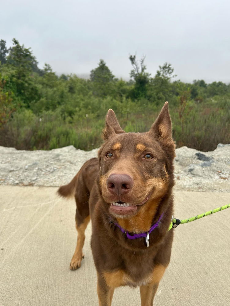 adoptable Dog in Dana Point, CA named Rocky