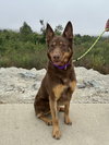 Rocky - Photo 3