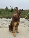 Rocky - Photo 4