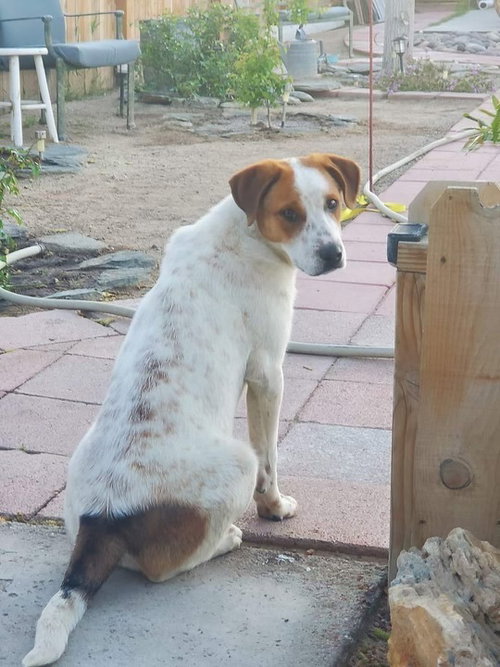 GOOFY - Labrador Retriever / Collie available for adoption