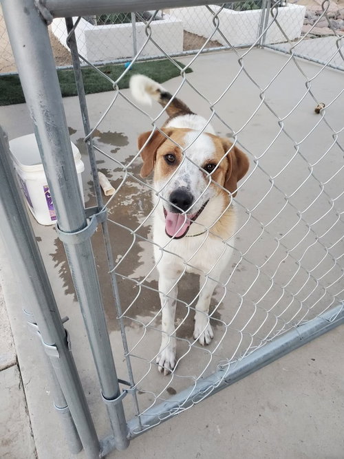 GOOFY - Labrador Retriever / Collie available for adoption