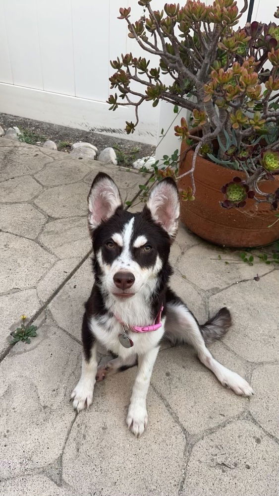 adoptable Dog in Dana Point, CA named Bandit