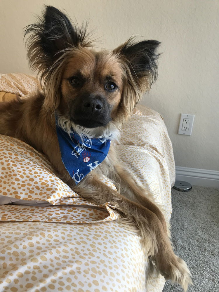 adoptable Dog in Dana Point, CA named Muncy