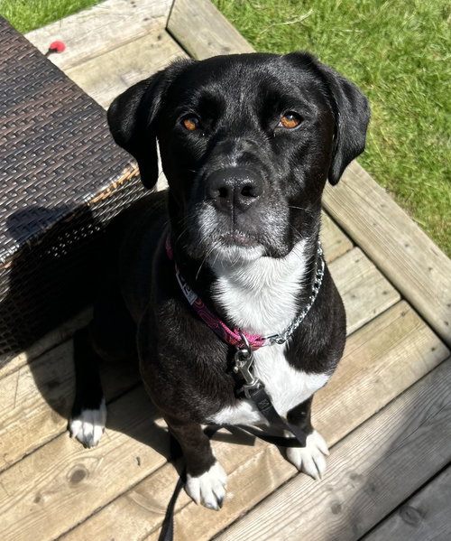 LUCY - Labrador Retriever / Boxer available for adoption