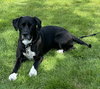 Lucy - Photo 4