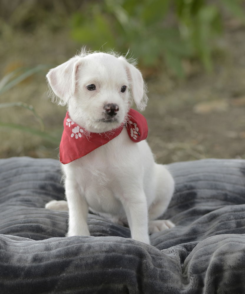 adoptable Dog in Dana Point, CA named Logan