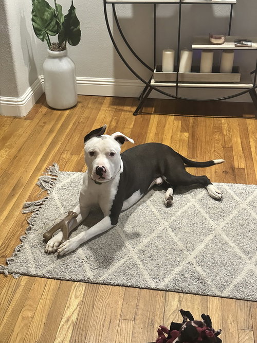 BRIXTON - Pit Bull Terrier available for adoption