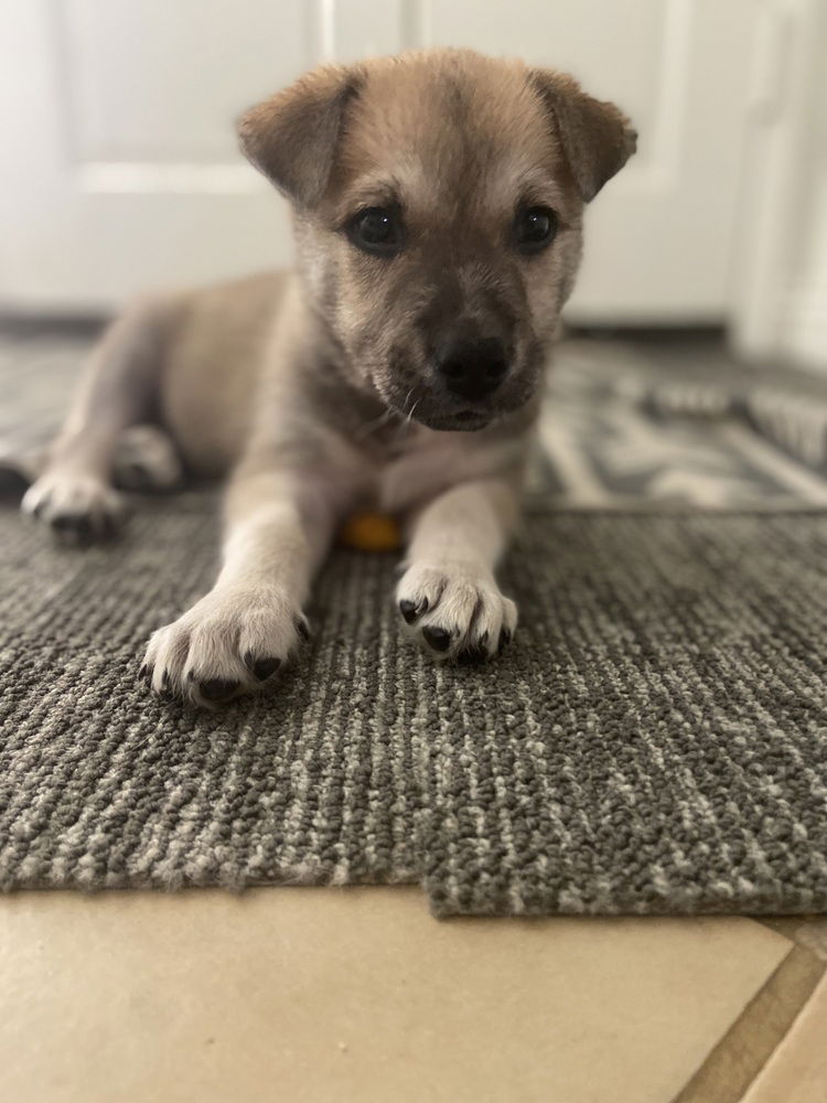 adoptable Dog in Dana Point, CA named Messi