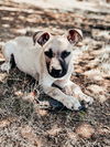 adoptable Dog in Dana Point, CA named Thor