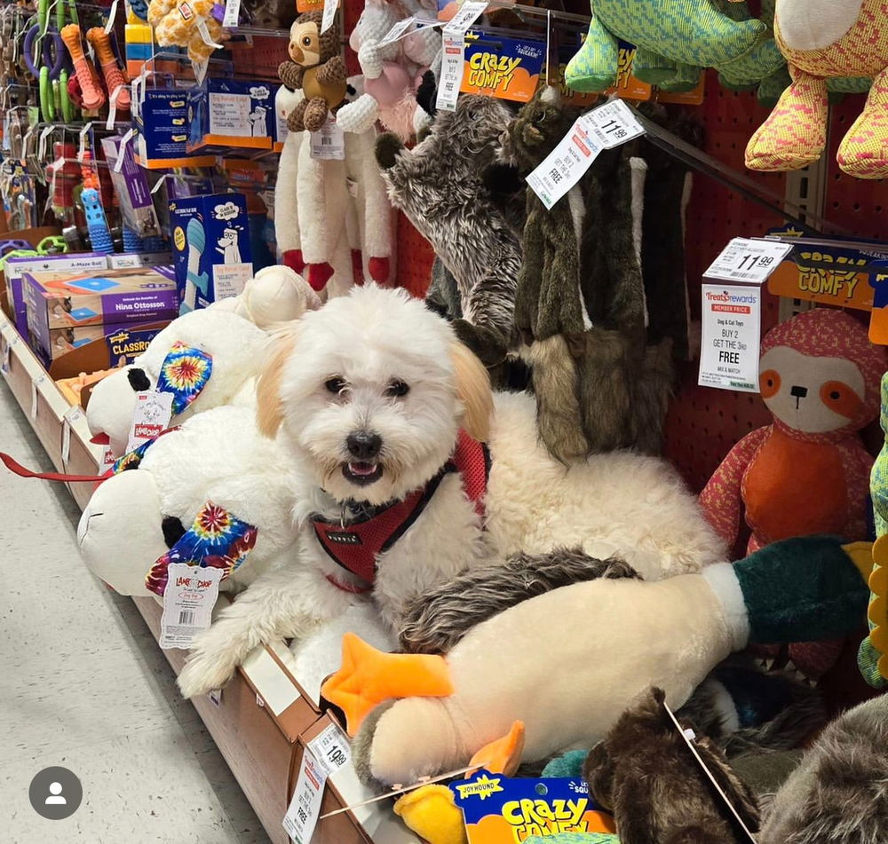 adoptable Dog in Dana Point, CA named Casper