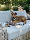 adoptable Dog in Dana Point, CA named Hazel