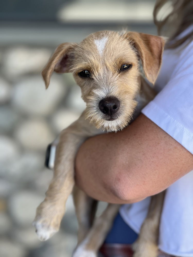 adoptable Dog in Dana Point, CA named Chip