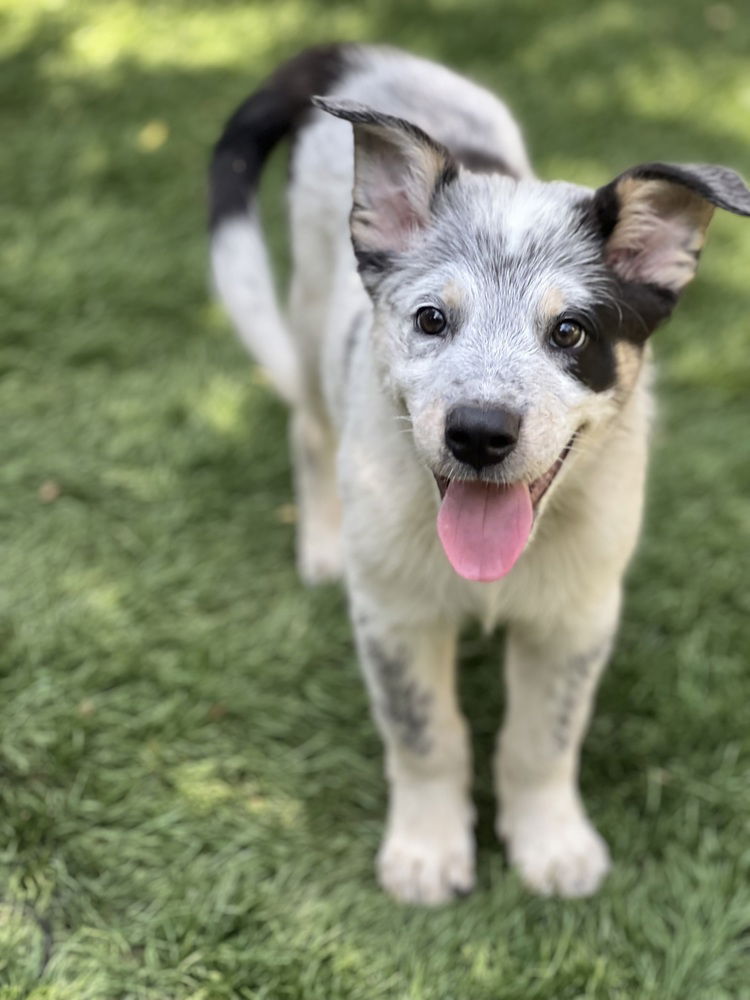 adoptable Dog in Dana Point, CA named Tex