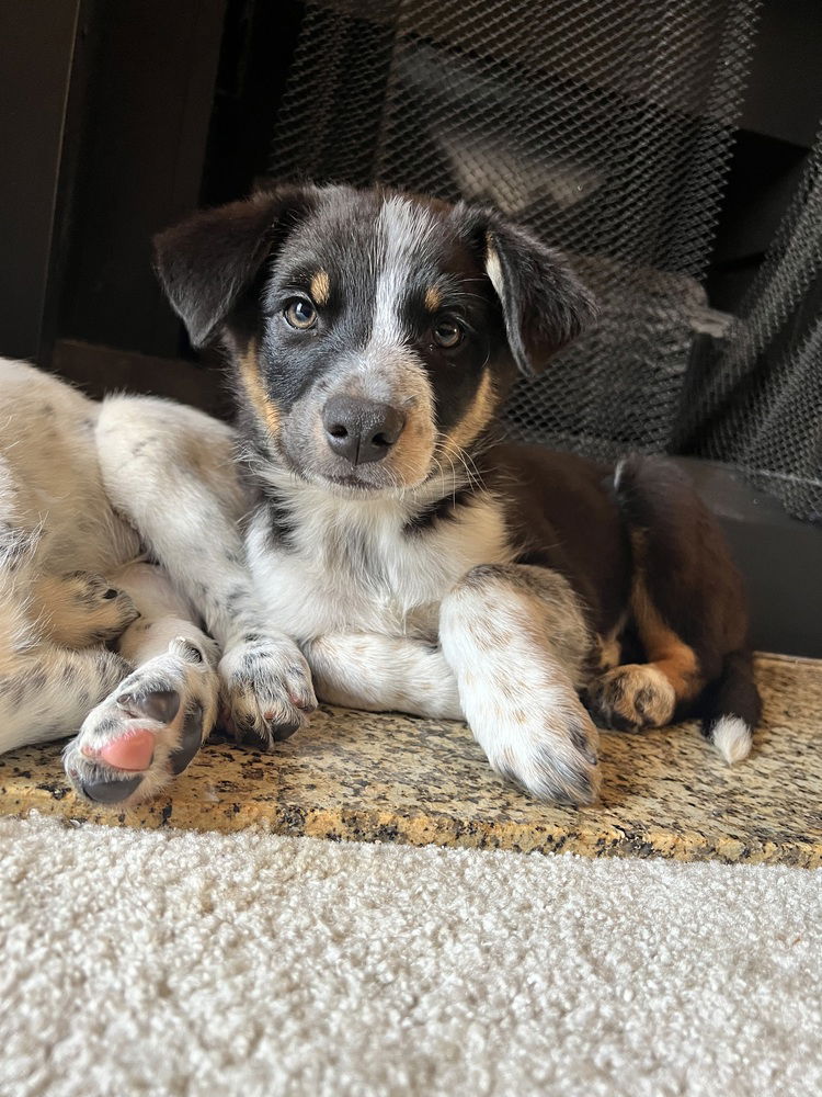 adoptable Dog in Dana Point, CA named Jack