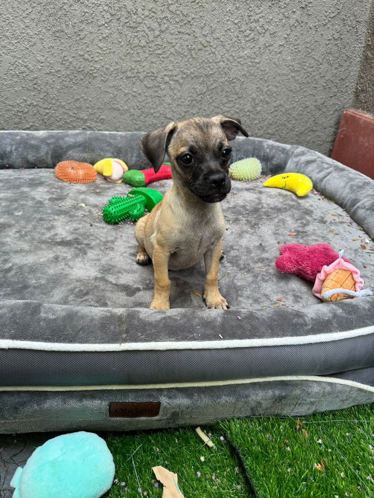 adoptable Dog in Dana Point, CA named Jasmine