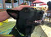 adoptable Dog in Dana Point, CA named Shadow