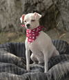 adoptable Dog in Dana Point, CA named Lily