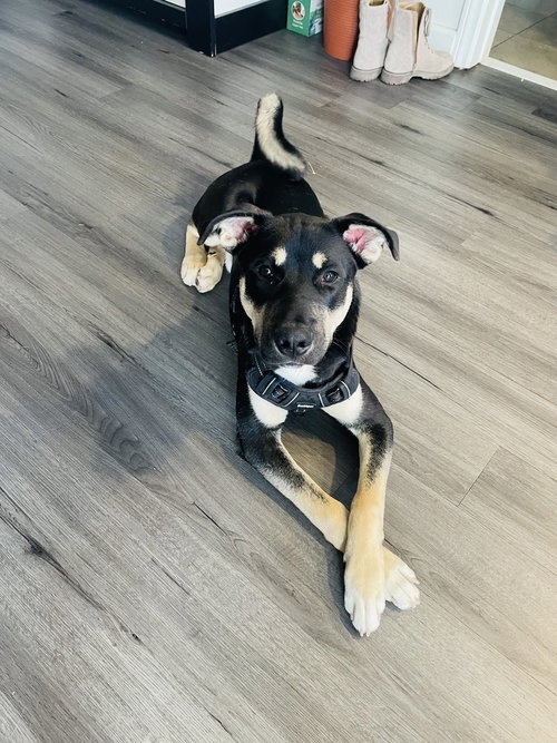 TYTAN - Labrador Retriever / Husky available for adoption