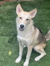adoptable Dog in  named Jecki