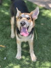 adoptable Dog in Dana Point, CA named Rider