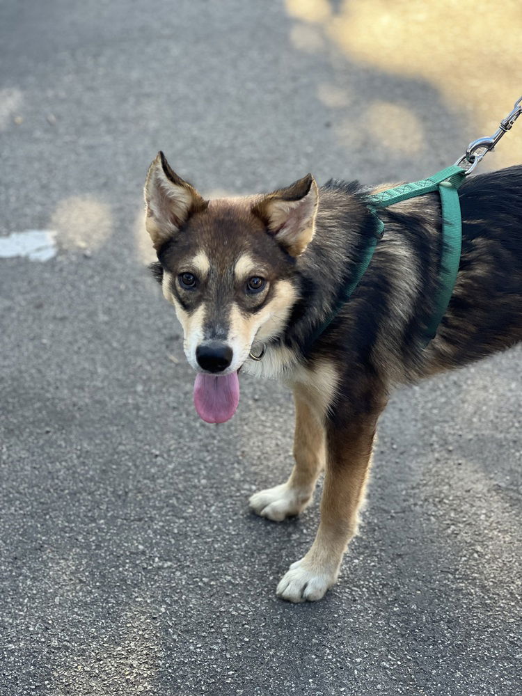 adoptable Dog in Dana Point, CA named Flynn