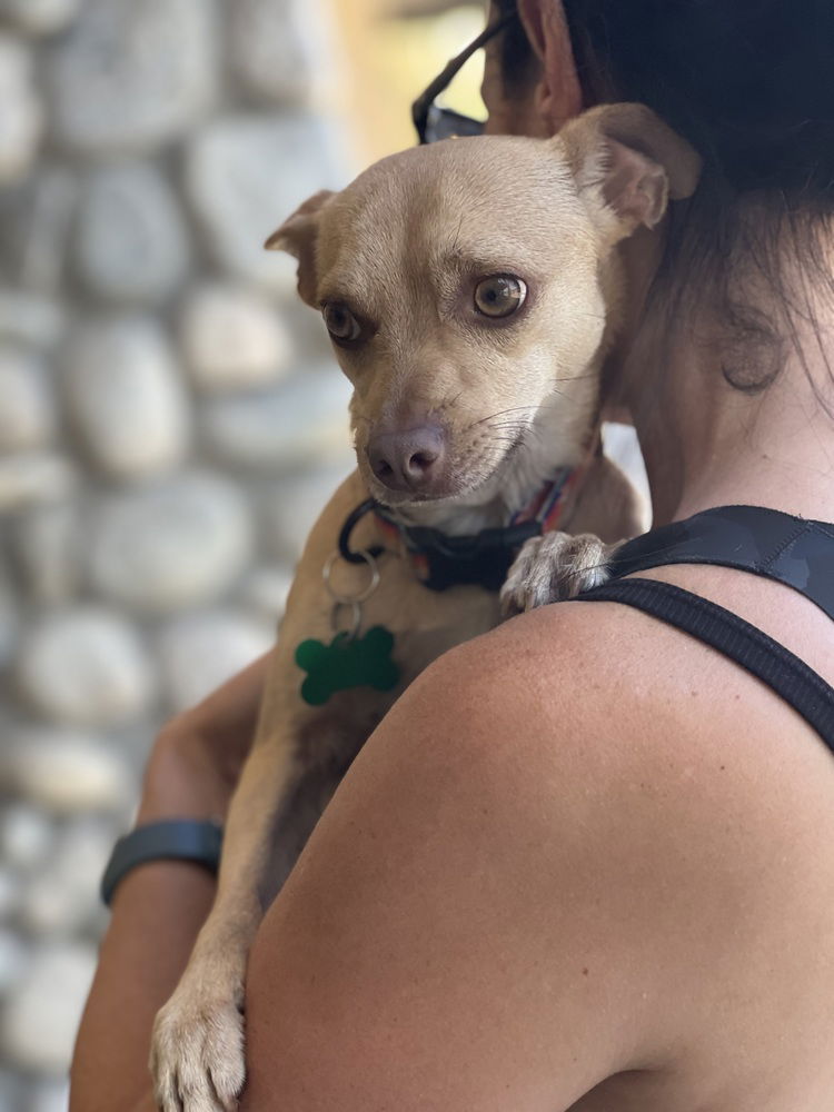 adoptable Dog in Dana Point, CA named Sugar Ray