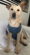 adoptable Dog in  named Goldie