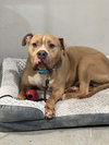 Franklin - Photo 2