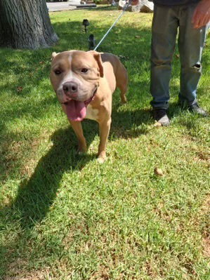 FRANKLIN - American Staffordshire Terrier available for adoption