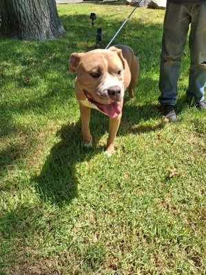 FRANKLIN - American Staffordshire Terrier available for adoption