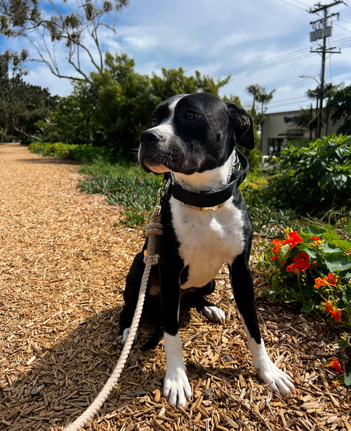 VISSLA - Pit Bull Terrier / Labrador Retriever available for adoption