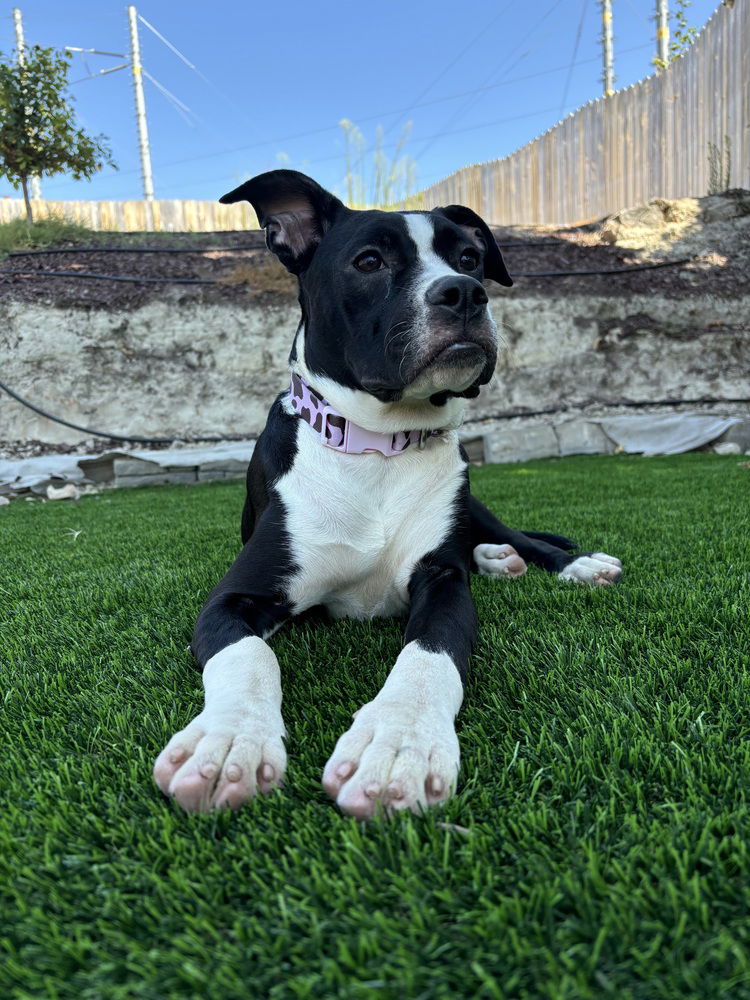 adoptable Dog in Dana Point, CA named Vissla