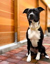 adoptable Dog in  named Hurleigh