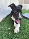 adoptable Dog in Dana Point, CA named Hurleigh