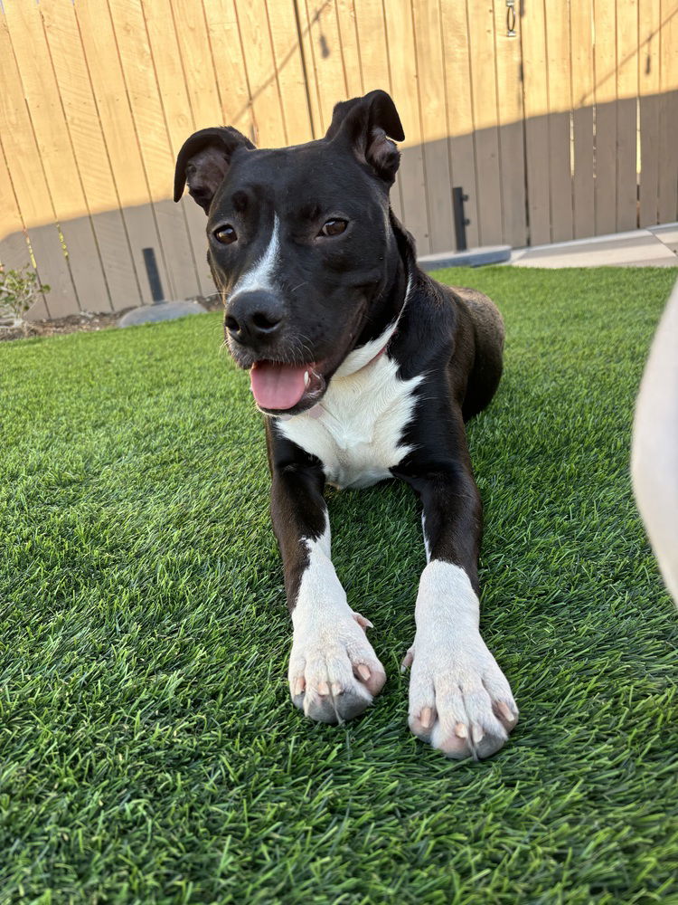 adoptable Dog in Dana Point, CA named Hurleigh