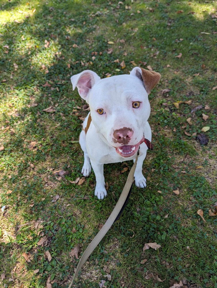 adoptable Dog in Dana Point, CA named Bruce