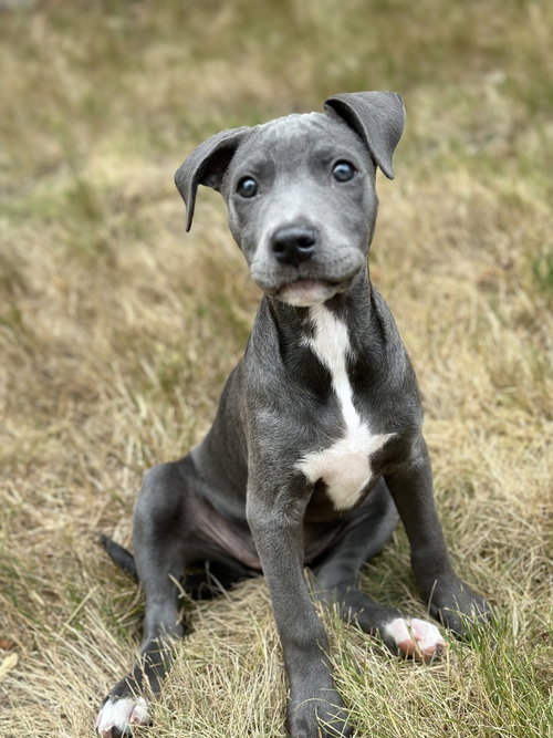 SELENE - American Pit Bull Terrier available for adoption