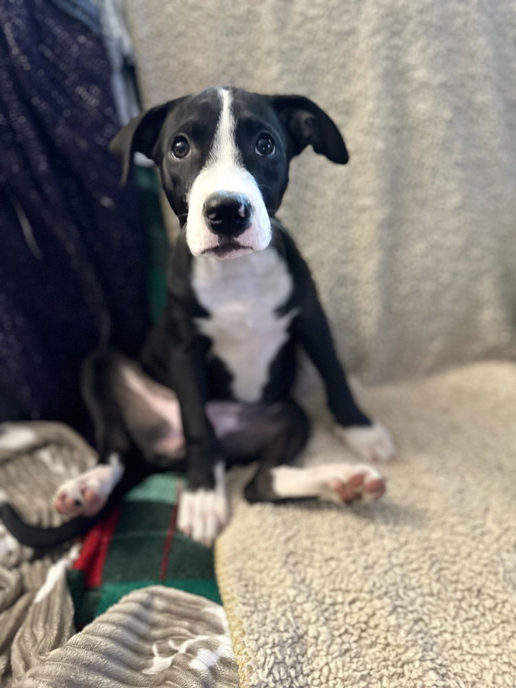 adoptable Dog in Dana Point, CA named Persephone