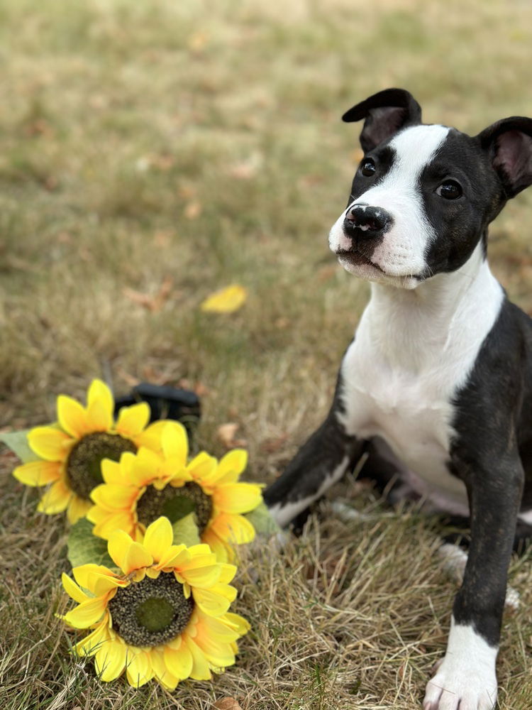 adoptable Dog in Dana Point, CA named Hecate