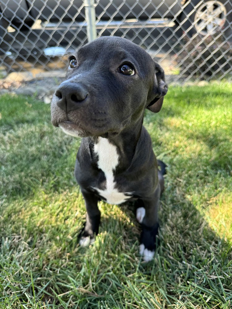 adoptable Dog in Dana Point, CA named Zena