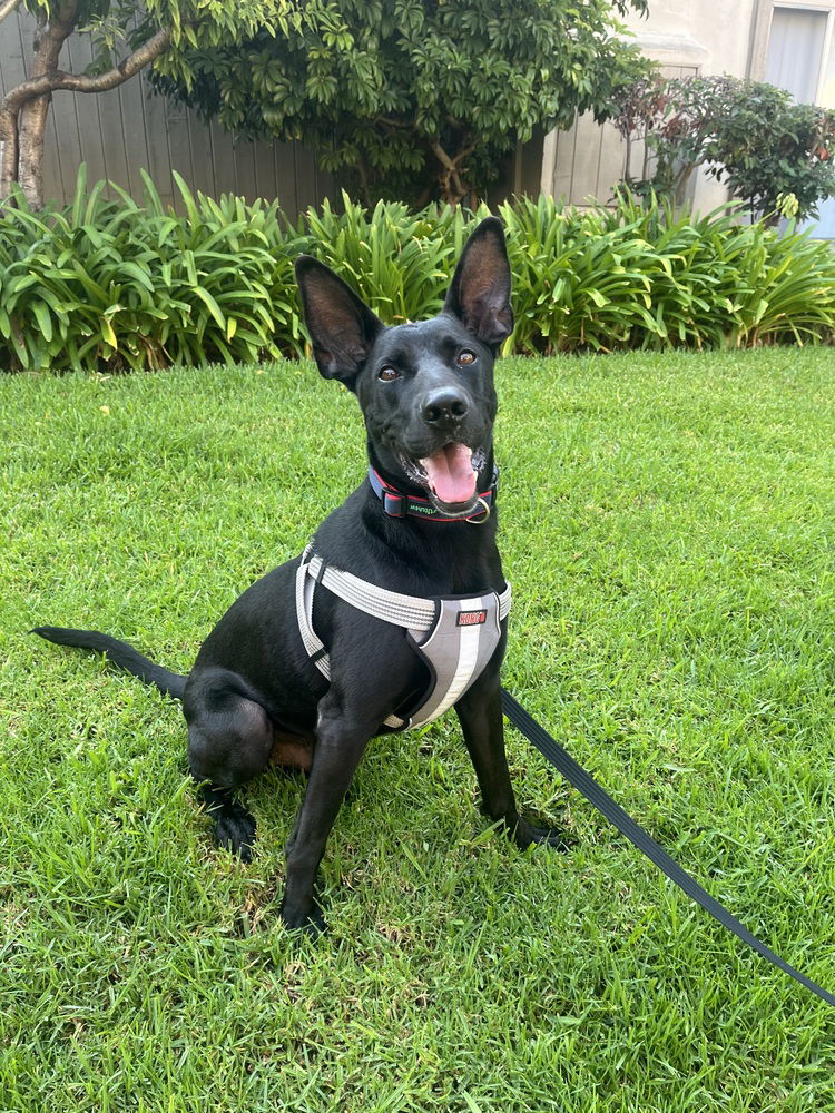 adoptable Dog in Dana Point, CA named Kylo