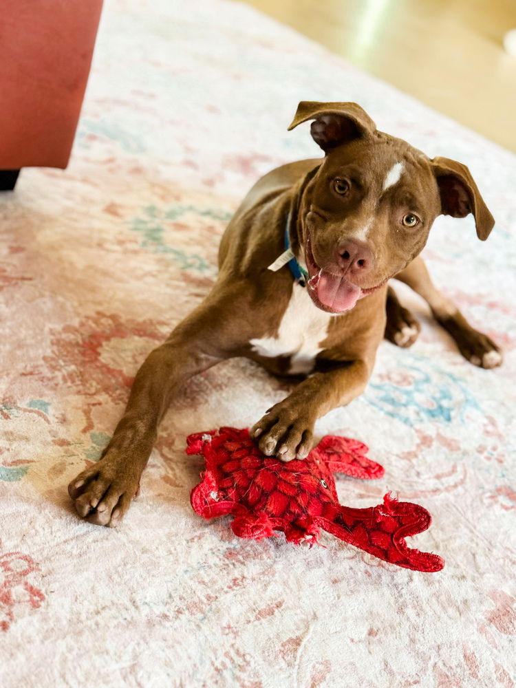 adoptable Dog in Dana Point, CA named Fletcher