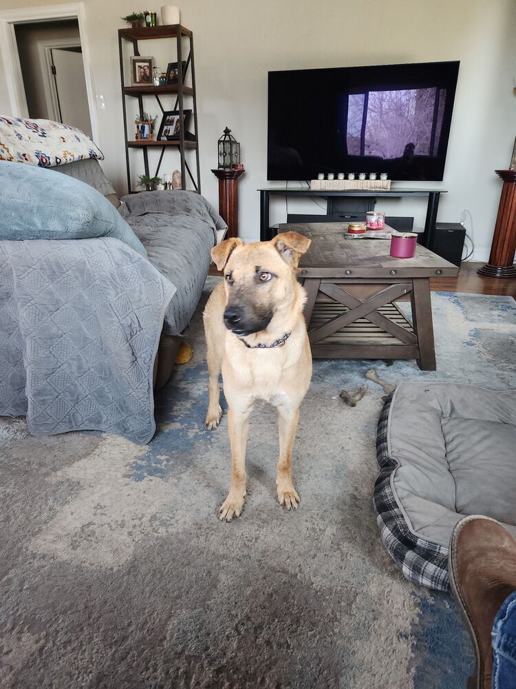 adoptable Dog in Dana Point, CA named Dutton