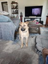 adoptable Dog in  named Dutton